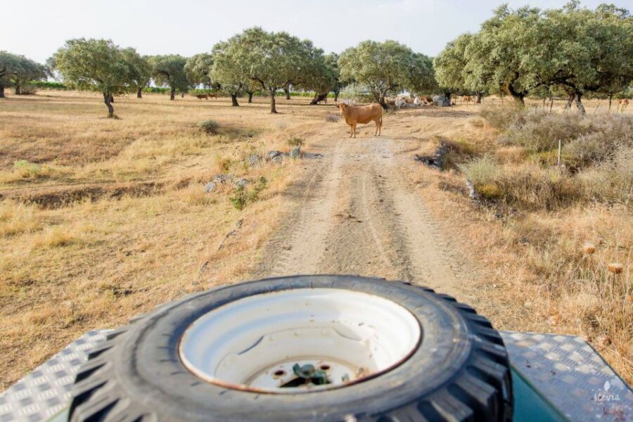 2hr Cork Safari in a Classical Land Rover - Price and logistics: is $153 per person a good deal?