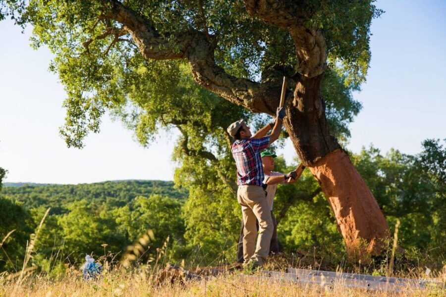 2hr Cork Safari in a Classical Land Rover - Meet Joana at Corktrekking – Maroteira Vinhos Winery