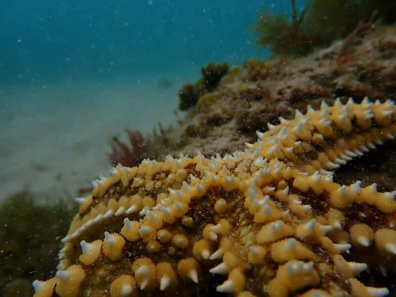 Arrábida Marine Reserve: Kayaking & Snorkeling Tour - Marine Caves and Wildlife: How Weather Changes the Best Parts
