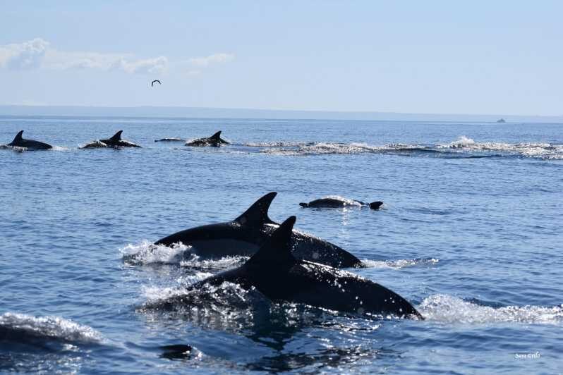 Cascais: Dolphin Watching Speedboat Tour - Key highlights you’ll care about