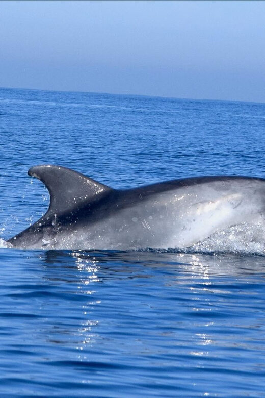 Cascais: Dolphin Watching Speedboat Tour - Cascais dolphin speedboat: what makes it more than a sightseeing trip