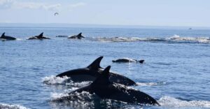 Cascais: Dolphin Watching Speedboat Tour - Meeting at Cascais Marina Pier M and what to bring (so you stay comfy)