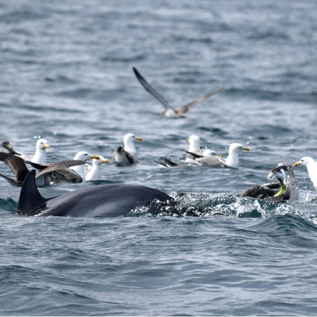 Cascais: Dolphin Watching Speedboat Tour - Two hours on the water: speed run, secret stop, and the return to shore