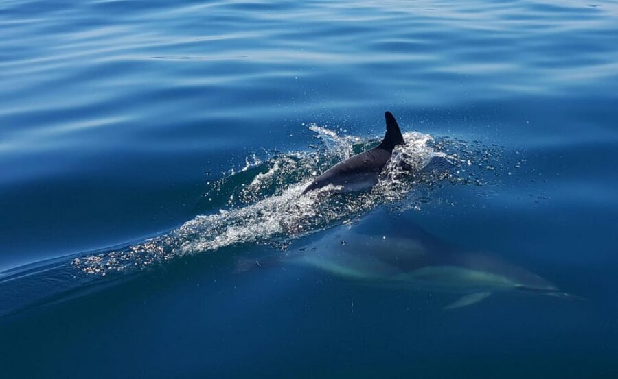Cascais: Dolphin Watching Speedboat Tour - What you might see: dolphins first, whales and seabirds when conditions allow