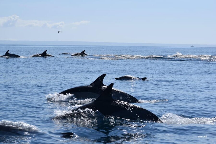 Cascais: Dolphin Watching Speedboat Tour - The crew’s respect for wildlife: the real reason people rave