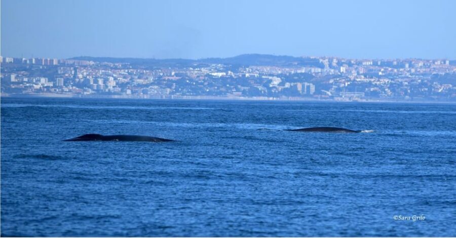 Cascais: Dolphin Watching Speedboat Tour - Price and value: is $76 worth it in Cascais?