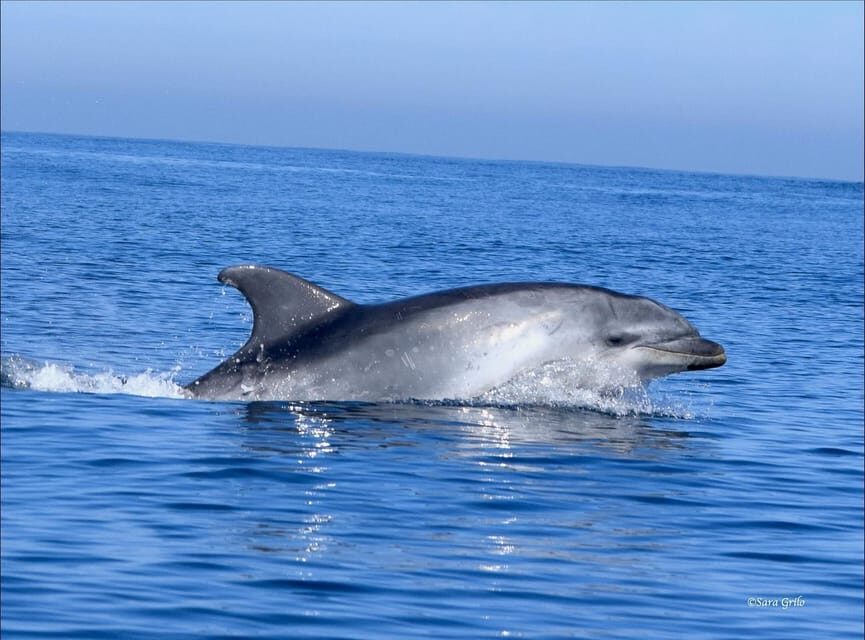 Cascais: Dolphin Watching Speedboat Tour - Who should book (and who should skip)