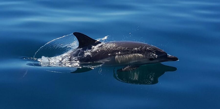 Cascais: Dolphin Watching Speedboat Tour - Should you book the Dolphin Explorers dolphin watching tour in Cascais?