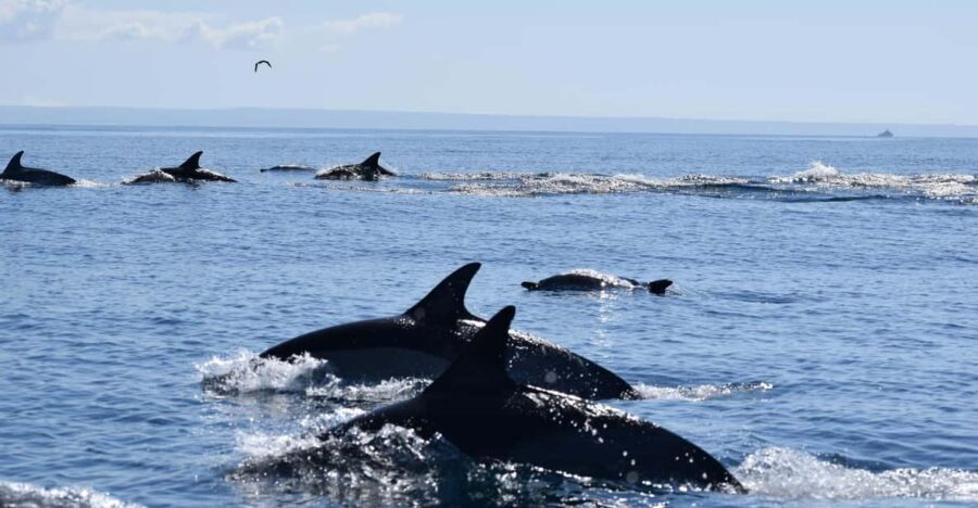 Cascais: Dolphin Watching Speedboat Tour - Meeting at Cascais Marina Pier M and what to bring (so you stay comfy)