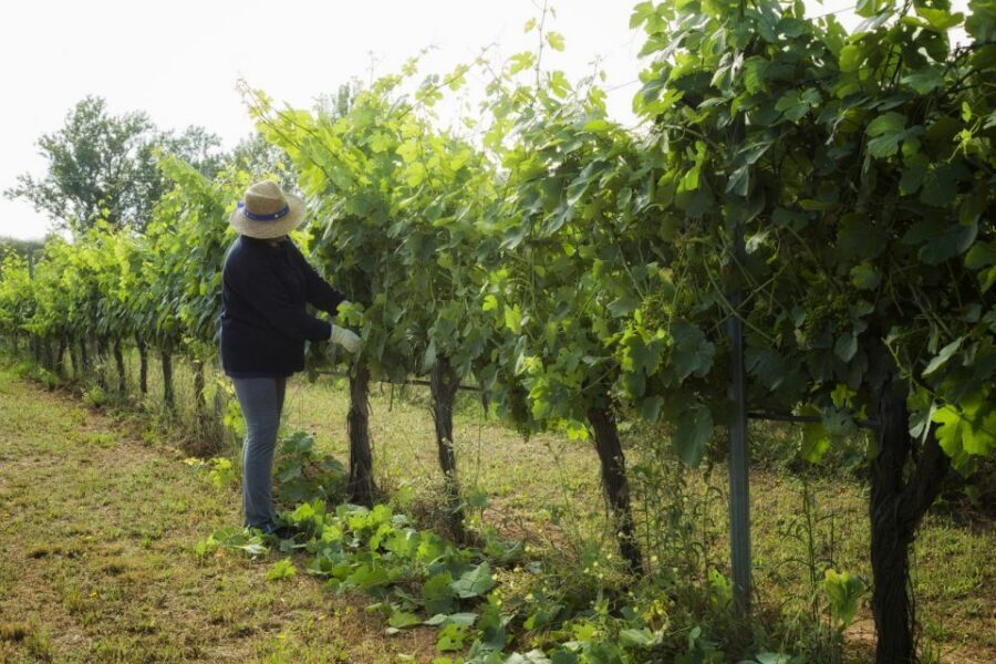 From Lisbon: Évora Wine & Heritage Tour - Should you book Évora Wine & Heritage Tour?