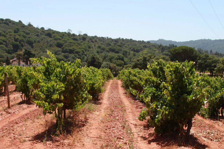 Lisbon: Arrábida and Sesimbra Day Trip with Wine - Palmela’s family-run wine estate: what you’re really paying for