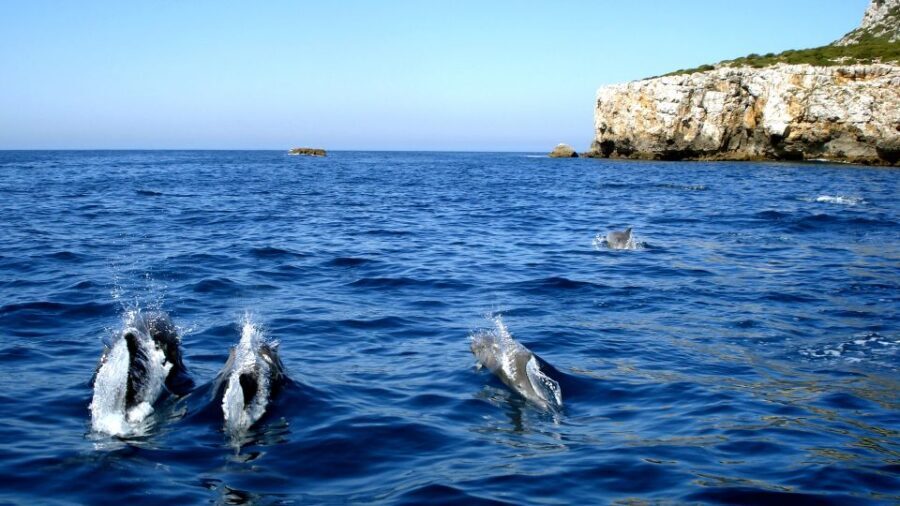 Lisbon: Arrábida Natural Park Dolphin Watching Boat Tour - Key highlights worth your attention