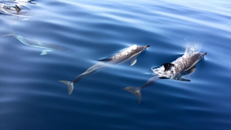 Lisbon: Arrábida Natural Park Dolphin Watching Boat Tour - Who should book this dolphin tour (and who might not)