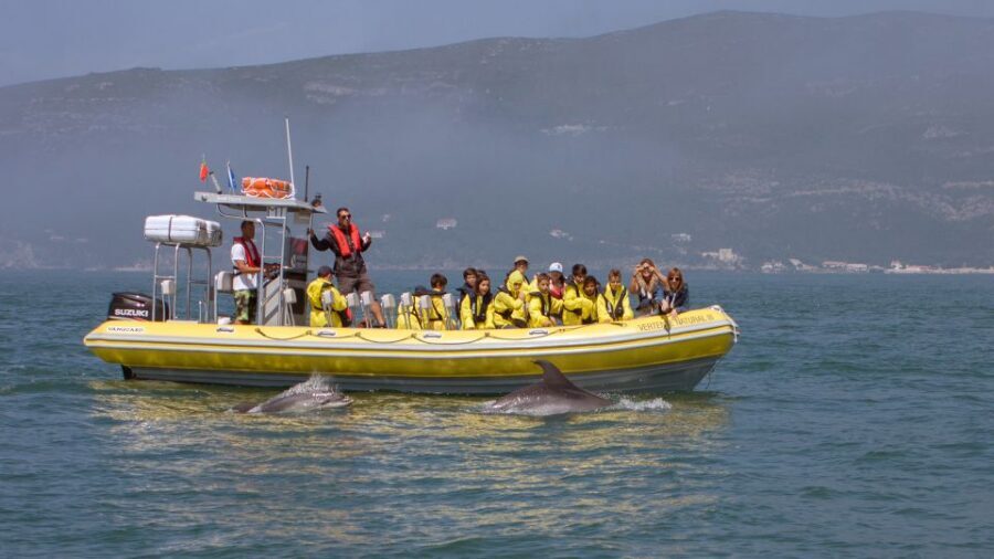 Lisbon: Arrábida Natural Park Dolphin Watching Boat Tour - From Sesimbra port to open water: the timing you’ll feel
