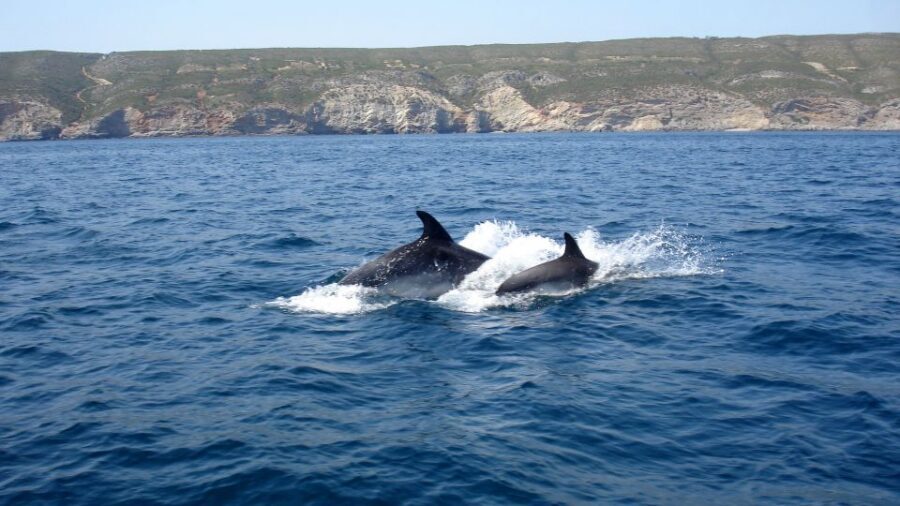 Lisbon: Arrábida Natural Park Dolphin Watching Boat Tour - What you see beyond dolphins: coastline views, caves, and beach time