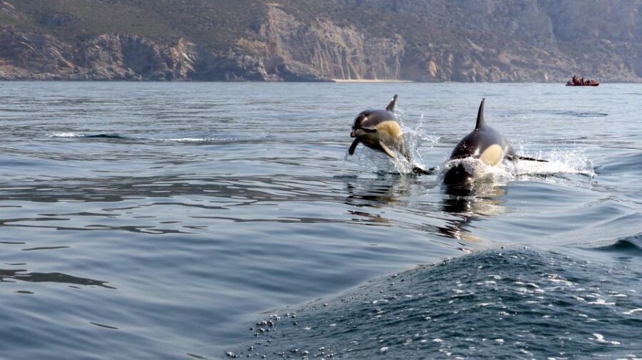 Lisbon: Arrábida Natural Park Dolphin Watching Boat Tour - Guides and crew: the difference a good team makes