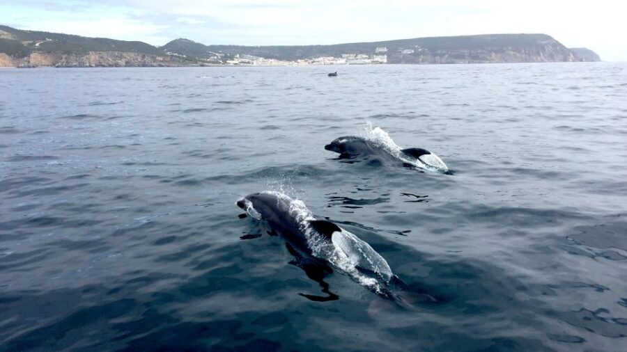 Lisbon: Arrábida Natural Park Dolphin Watching Boat Tour - Sea comfort: staying ready for spray and wind