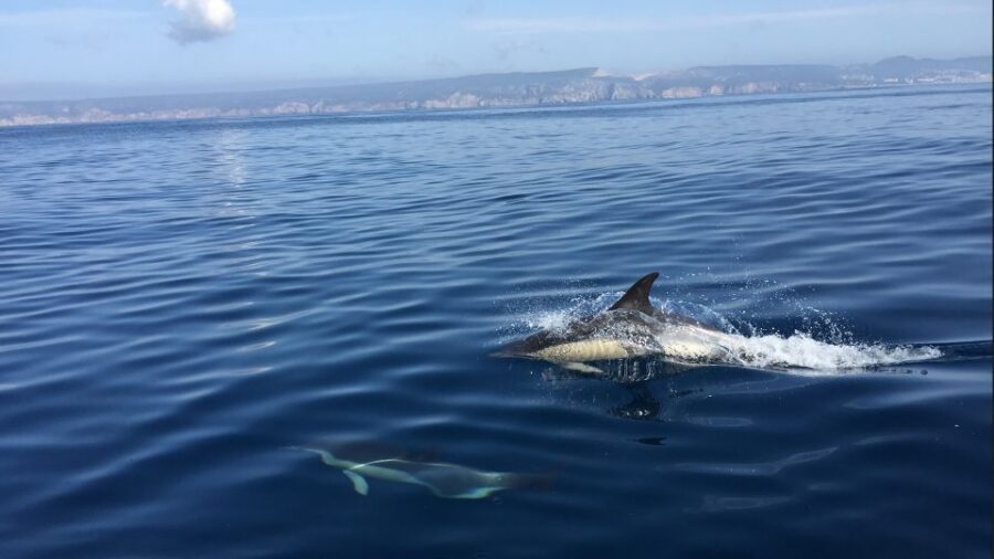 Lisbon: Arrábida Natural Park Dolphin Watching Boat Tour - Dolphin watching: how the 95% chance plays out on the water
