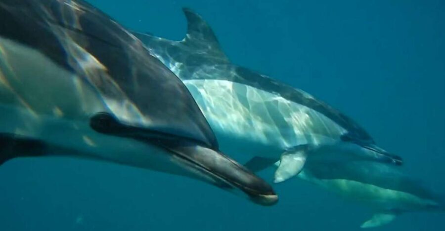 Lisbon: Dolphin Watching with Marine Biologist - Key highlights I’d circle