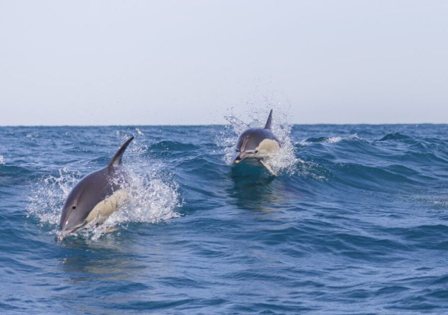 Lisbon: Dolphin Watching with Marine Biologist - The setup in Lisbon: where the dolphin search really begins