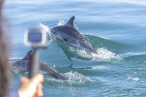 Lisbon: Dolphin Watching with Marine Biologist - The RIB ride: fast, fun, and built for wildlife spotting