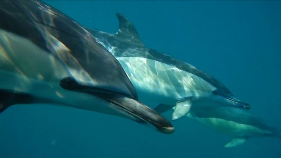 Lisbon: Dolphin Watching with Marine Biologist - On the water: how the dolphin hunt works