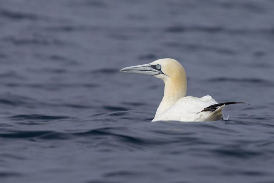 Lisbon: Dolphin Watching with Marine Biologist - What you might actually see: dolphins and more
