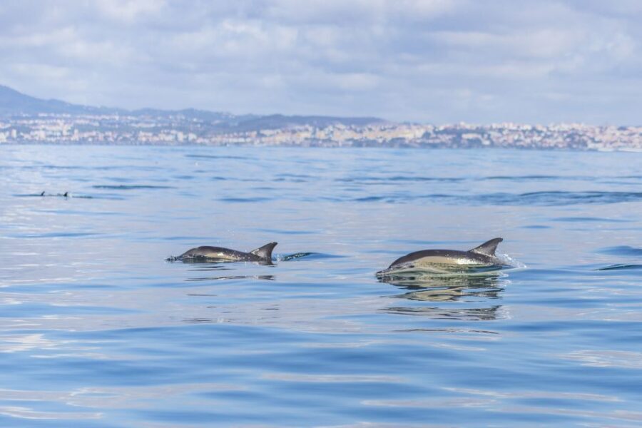 Lisbon: Dolphin Watching with Marine Biologist - Bugio Lighthouse and the Fort of São Lourenço do Bugio: coastline views with context