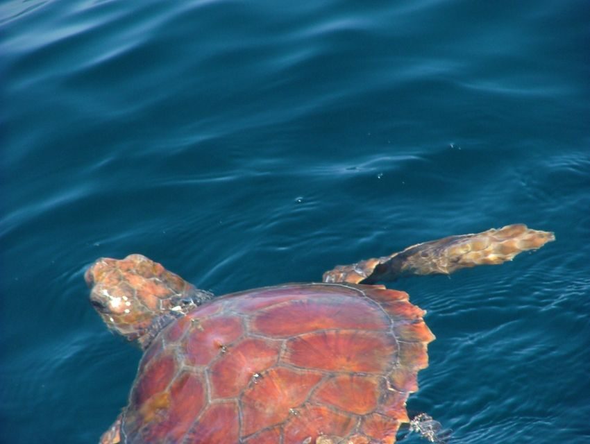 Lisbon: Dolphin Watching with Marine Biologist - Cascais waters and the quick shifts in scenery