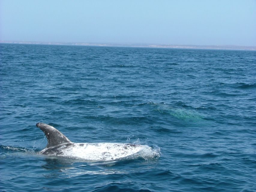 Lisbon: Dolphin Watching with Marine Biologist - Language on board and the value of the real explanations