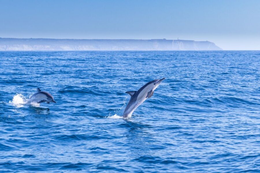 Lisbon: Dolphin Watching with Marine Biologist - Small Group - Dolphin Watching Highlights: What Makes This Tour Worth Your Time