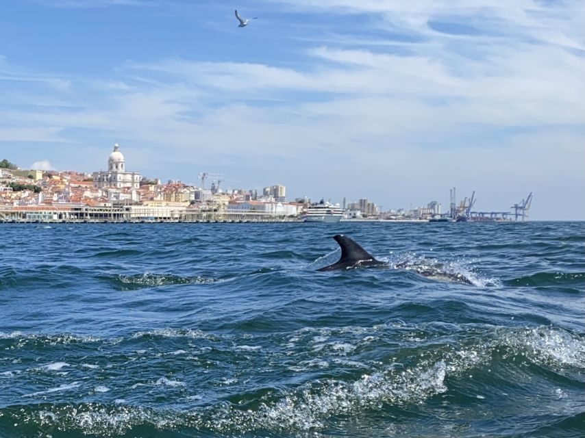 Lisbon: Dolphin Watching with Marine Biologist - Small Group - Should You Book This Lisbon Dolphin Watching Tour?