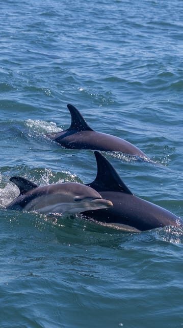 Lisbon: Dolphin Watching with Marine Biologist - Small Group - Where It Starts Under the 25 de Abril Bridge: Terra Incógnita and Oceanic Lounge