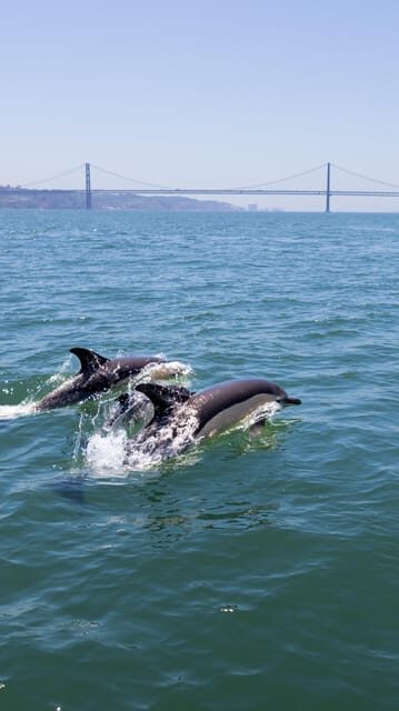 Lisbon: Dolphin Watching with Marine Biologist - Small Group - Lisbon Views From the Water: Monuments, Turns, and Wildlife Chances