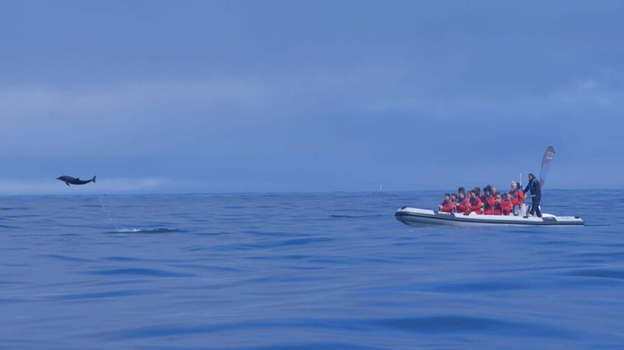 Lisbon: Dolphin Watching with Marine Biologist - Small Group - Fort São Lourenço do Bugio and the Cascais Photo Stop: What Those Stops Are For