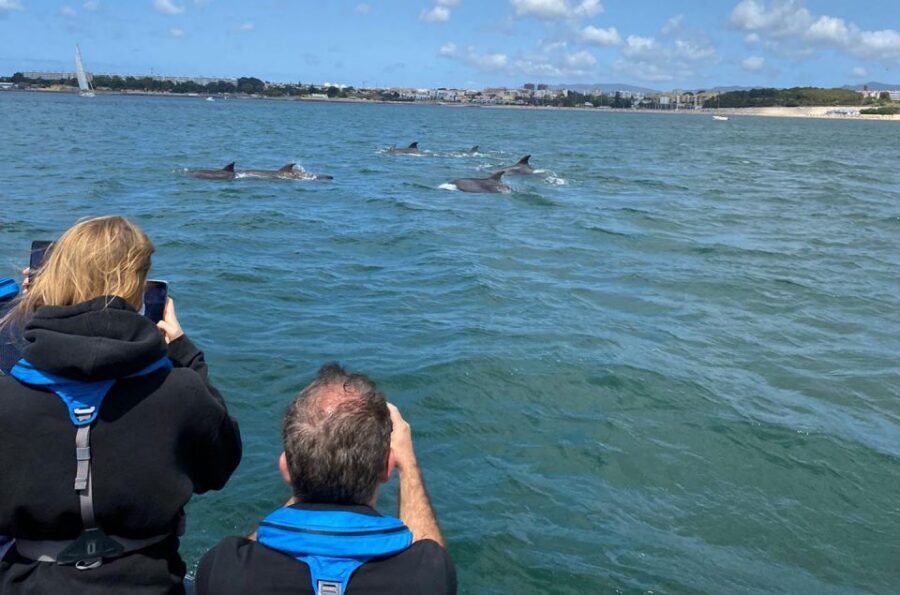 Lisbon: Dolphin Watching with Marine Biologist - Small Group - The Science Part You Actually Feel: Marine Biologist Talk and Real Monitoring