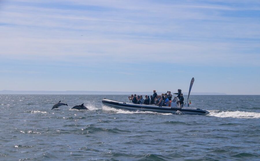 Lisbon: Dolphin Watching with Marine Biologist - Small Group - Comfort, Safety, and Who Should Skip This One