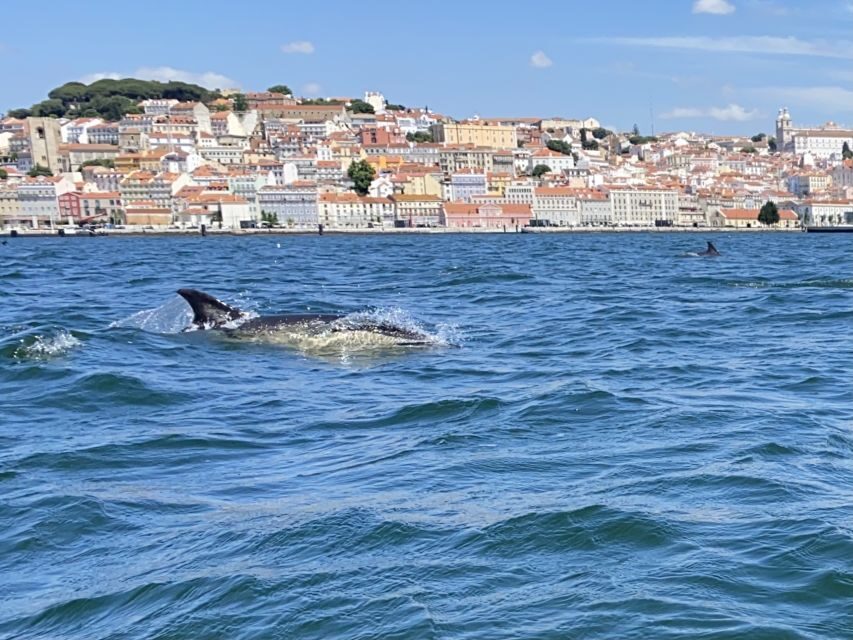 Lisbon: Dolphin Watching with Marine Biologist - Small Group - Best Tips for a Higher-Chance Dolphin Day