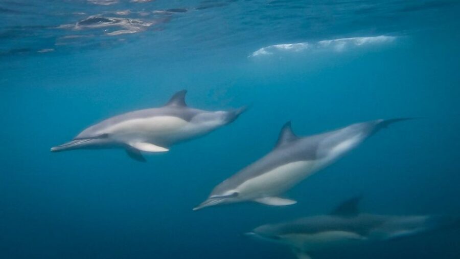 Lisbon: Dolphin Watching with Marine Biologist - Small Group - The 3-Hour Tagus River-to-Sea Route: How the Dolphin Hunt Really Works