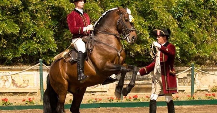 Lisbon: Morning of Equestrian Art with Lusitano Horses - Key highlights worth planning for