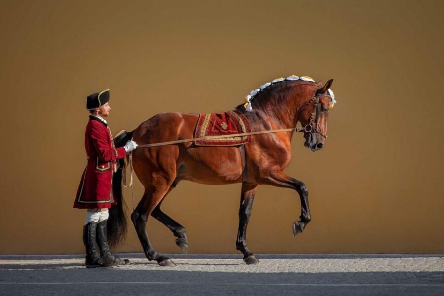 Lisbon: Morning of Equestrian Art with Lusitano Horses - FAQ