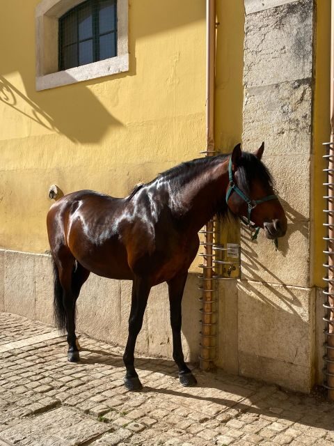 Lisbon: Morning of Equestrian Art with Lusitano Horses - What the Period-Costume Rehearsal Really Looks Like