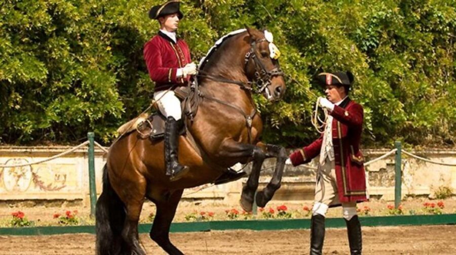 Lisbon: Morning of Equestrian Art with Lusitano Horses - Where It Happens: Nora Patio and Henrique Calado Riding Ring