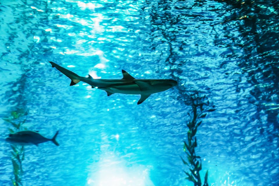 Lisbon: Oceanário de Lisboa Entrance Ticket - Key things to know before you go