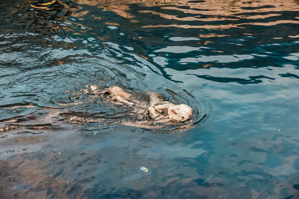 Lisbon: Oceanário de Lisboa Entrance Ticket - Lisbon Oceanário 101: what you’ll actually see for your $29