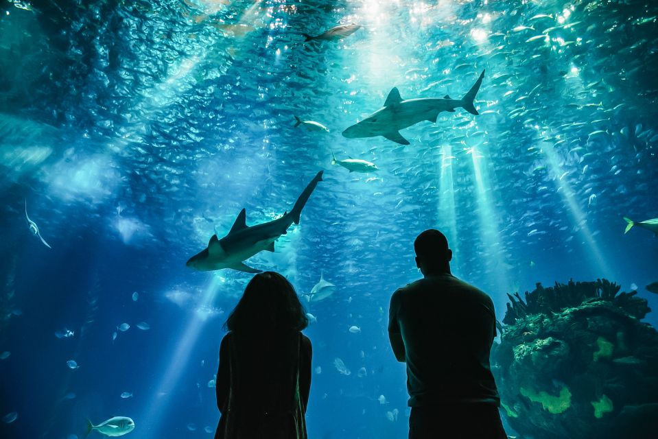 Lisbon: Oceanário de Lisboa Entrance Ticket - Sharks, reefs, and the sea otter moment you should plan around