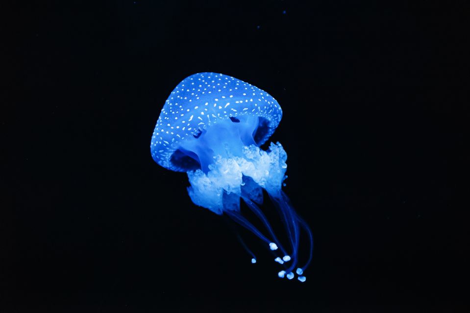 Lisbon: Oceanário de Lisboa Entrance Ticket - Temporary exhibitions: how they change the visit without taking over