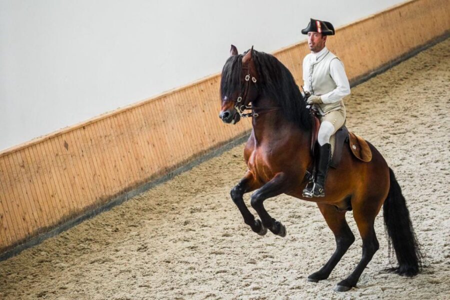 Lisbon: Portuguese Riding School Trainig with Lusitano Horse - A Lisbon Morning Centered on Equestrian Art, Not Just a Show