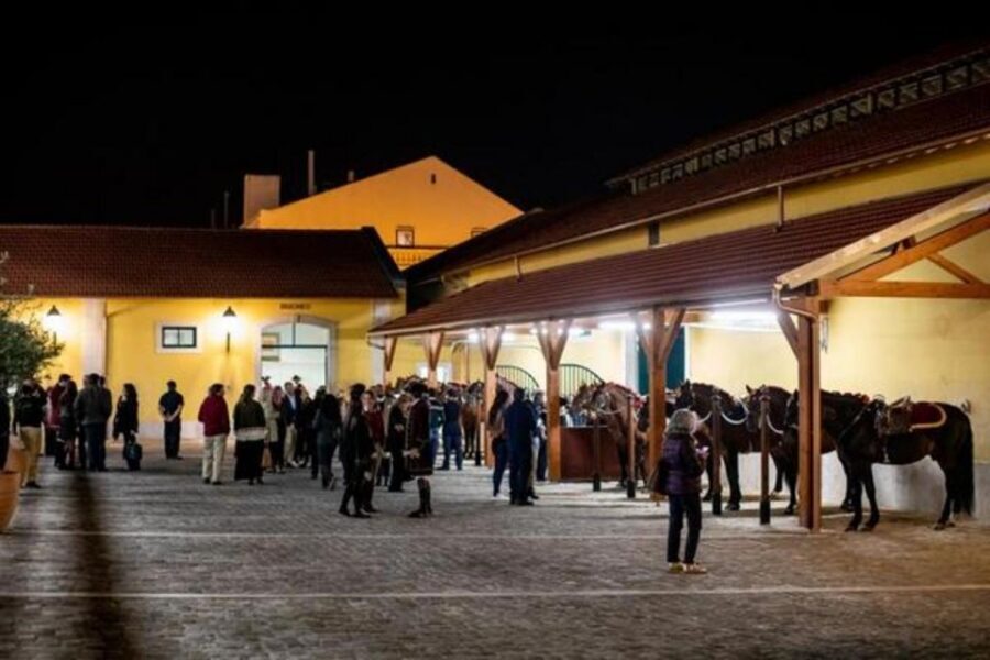 Lisbon: Portuguese Riding School Trainig with Lusitano Horse - Learning Horse Rhythm, Health, and Physical Needs