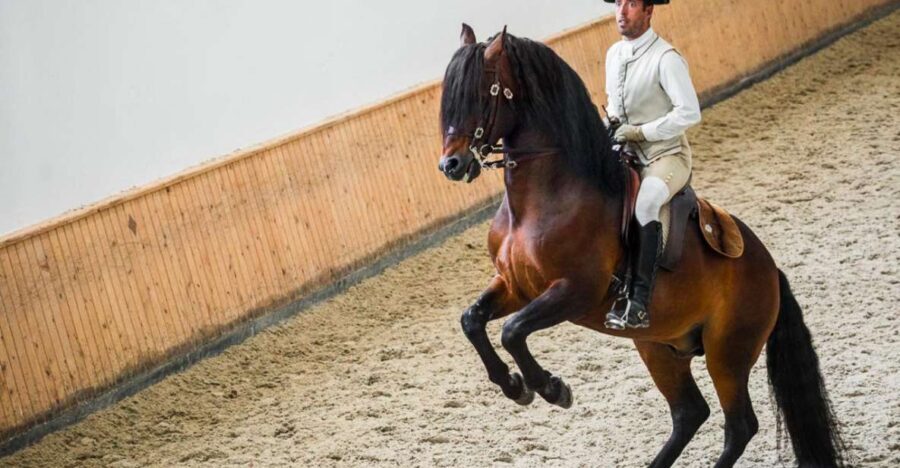 Lisbon: Portuguese Riding School Trainig with Lusitano Horse - Nora Patio: The 18th-Century Court Feeling Comes Alive
